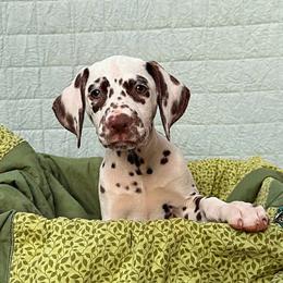 Britt or  Briton - Show dog - White and liver brown female Dalmatian puppy in Decatur, Alabama from Hollytree Dalmatians