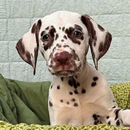 Britt or  Briton - Show dog - White and liver brown female Dalmatian puppy in Decatur, Alabama from Hollytree Dalmatians