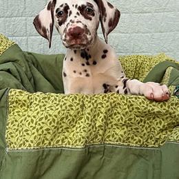 Britt or  Briton - Show dog - White and liver brown female Dalmatian puppy in Decatur, Alabama from Hollytree Dalmatians