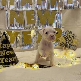 Zero - White female Boxer puppy in La Vernia, Texas from Chilham Boxers