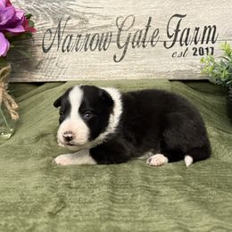 Hank - Black and white male Border Collie puppy in Moody, Texas from Narrow Gate Farm