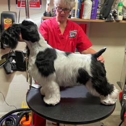Cocker Spaniel All Grown Up from Stacey L Rossi