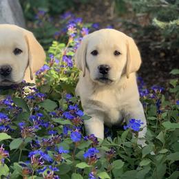 Labrador Retriever Puppies from Katrina Tolbert