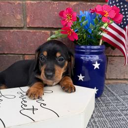 Girl 1 - Black and tan female Dachshund puppy in Keota, Oklahoma from Skyview Doxie Ranch
