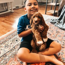 Goldendoodle Puppies from The Doting Doodle