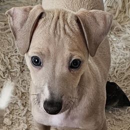 Kimmy fawn boy - Blue fawn male Italian Greyhound puppy in Phillips, Maine from Maplewood Italian Greyhounds