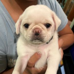 Huckleberry - Cream male Pug puppy in Black Mtn, North Carolina from Southern Pugs