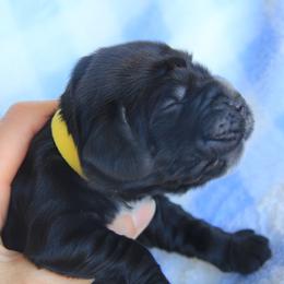 Yellow Collar Black Boy - Black male English Cocker Spaniel puppy in Roseburg, Oregon from Coco Kennel
