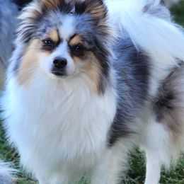 Raina  - Pomeranian