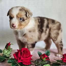 Randall - Red merle male Australian Shepherd puppy in Mountain Grove, Missouri from K Bar H Farms
