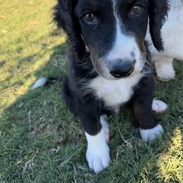 Galileo - male Australian Mountain Doodle puppy in Snook, Texas from Snook Acres Doodles