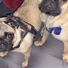 Pugs from Cookie's Pugs