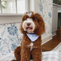 Goose - Australian Labradoodle