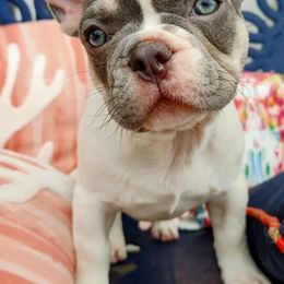 French Bulldogs from Poppyseed Frenchies