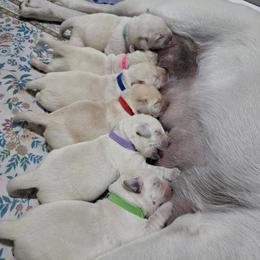Labrador Retriever puppies from Hearing Hearts Labradors