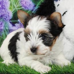 Alice 3800 - Black tan and white female Biewer Terrier puppy in Ambrose, Georgia from Southern Star Biewer Terriers