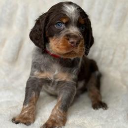 Red boy - Tri-Roan male English Springer Spaniel puppy in Fairfield, California from Goldridge Springers