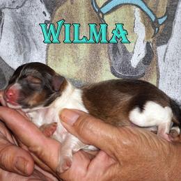 WILMA -SABLE GIRL - Sable and white female Shetland Sheepdog puppy in Frazeysburg, Ohio from Mountain High Kennels