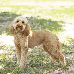 Isabella - Goldendoodle