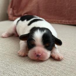 Benedict - Tri-color male Cavalier King Charles Spaniel puppy in Broxton, Georgia from Cavalier & Co.