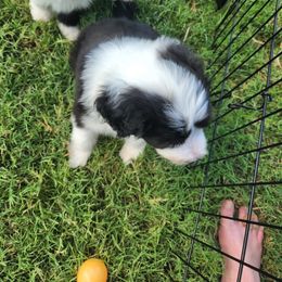 Bearded Collie Puppies from Lone Star Bearded Collies