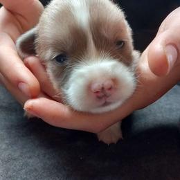 Aspen - Blue male Pembroke Welsh Corgi puppy in Michigan from Metzger Homestead