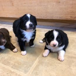 Miniature American Shepherd and Miniature Australian Shepherd Puppies from Idaho Mountain Mini Aussies