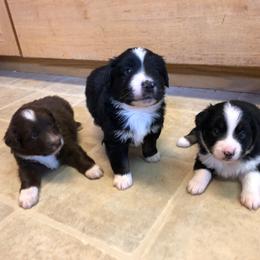 Miniature American Shepherd and Miniature Australian Shepherd Puppies from Idaho Mountain Mini Aussies
