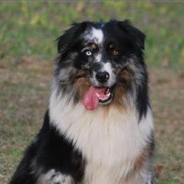 Australian Shepherds from Dabbs Creek Aussies