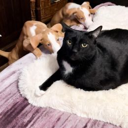 Ibizan Hound and Manchester Terrier Puppies from Dugualla