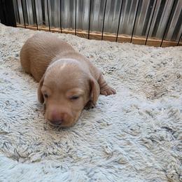 Boy 1 - Cream male Dachshund puppy in Farmerville, Louisiana from Hancock House of Basset Hounds & Mini Dachshunds