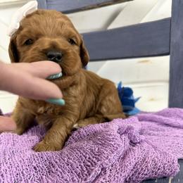 Marley - Red  female Goldendoodle puppy in Huntington, Utah from Krispydoodle
