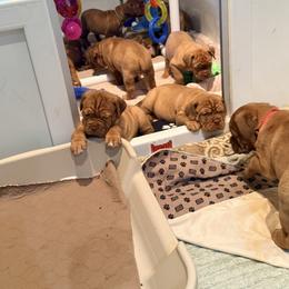Dogue de Bordeaux Puppies from Bolshaya Bordeaux