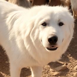 Stella - Great Pyrenees