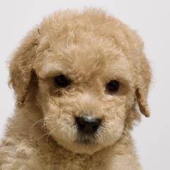 Lola - Red  Goldendoodle puppy in Houston, Texas from Texas Castle Doodles