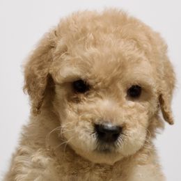 Lola - Red  Goldendoodle puppy in Houston, Texas from Texas Castle Doodles