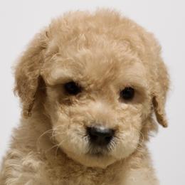 Lola - Red  Goldendoodle puppy in Houston, Texas from Texas Castle Doodles