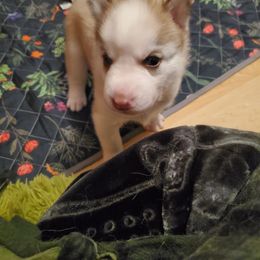 Grasshopper (Hopper) - Red and white male Siberian Husky puppy in Elk River, Minnesota from Naturez Siberians