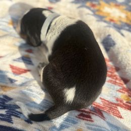 Ace - Blue ticked and tan male Bluetick Coonhound puppy in Mount Pleasant, Texas from Harmons Hounds