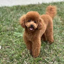 Happy - Red  male Poodle puppy in Kissimmee, Florida from Unique Poodles