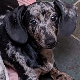 Dachshunds from Patricia Henry