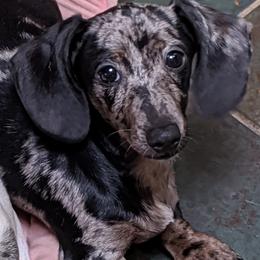 Dachshunds from Patricia Henry
