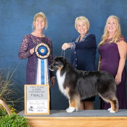 Australian Shepherds from SkyRyder Australian Shepherds