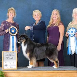 Australian Shepherds from SkyRyder Australian Shepherds