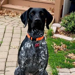 German Shorthaired Pointers from Fortin’s German Shorthaired Pointers