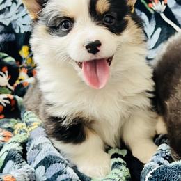 Pembroke Welsh Corgi Puppies from Nunas Corgis