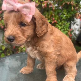 Pansy - Apricot female Goldendoodle puppy in Boaz, Alabama from Doodles All Day