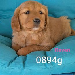 Girl 1 - Dark golden female Golden Retriever puppy in Parker, Colorado from Legacy Ranch Golden Retrievers