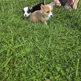 American Corgi Puppies from Whitecreek Corgis of Columbus, IN