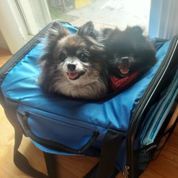 Pomeranian All Grown Up from Andrea's Pomeranians